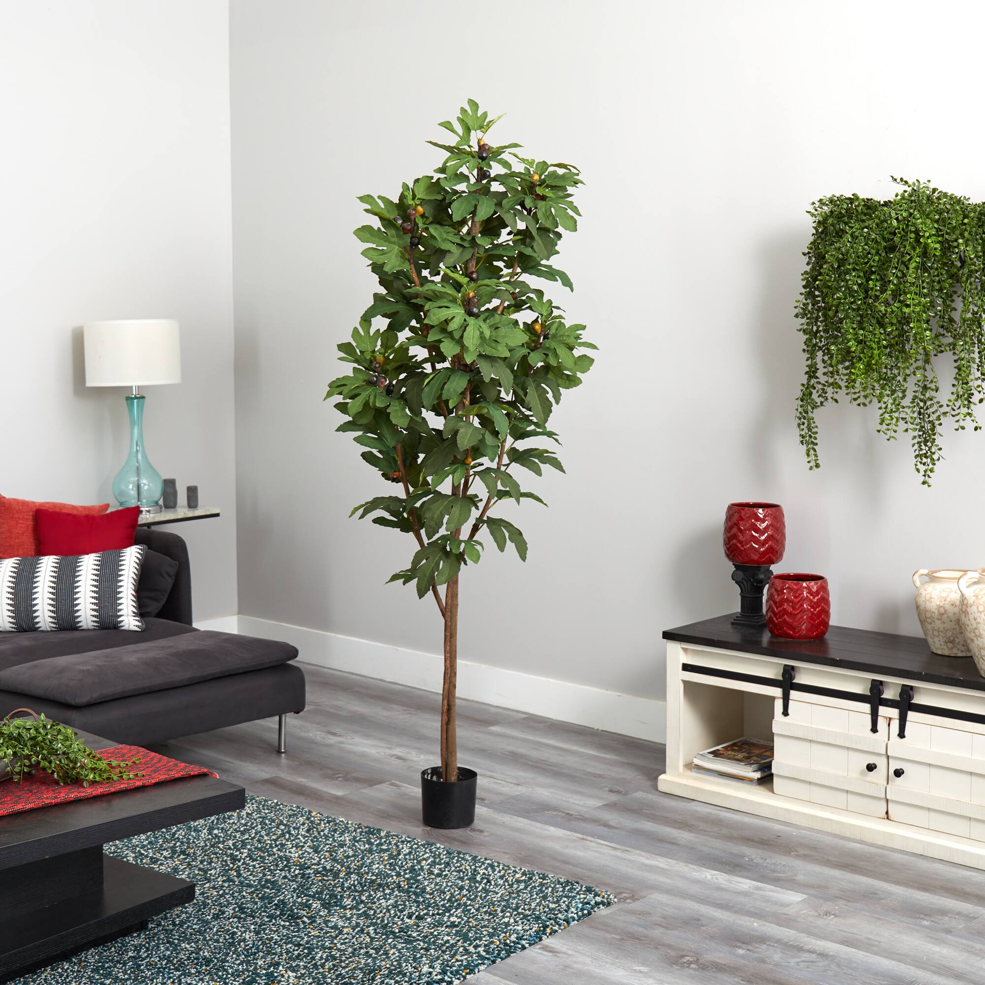 6.5ft. Potted Fig Tree